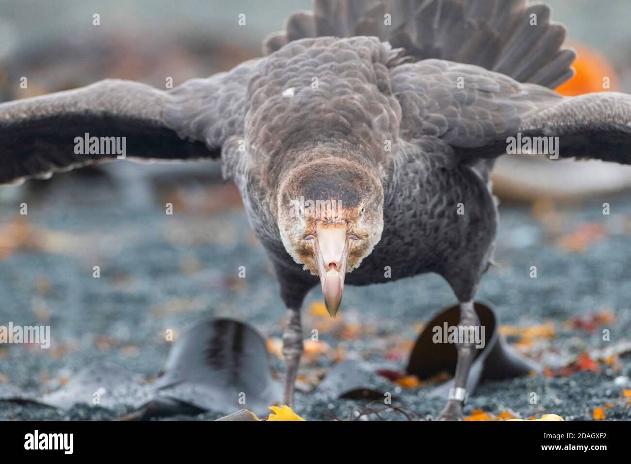 Nördlicher Riesensturmvogel, Riesensturmvogel, Halls Riesensturmvogel (Macronectes halli), bedrohlich, Vorderansicht, Australien, Tasmanien, Macquarie Island, Schnallen Stockfoto