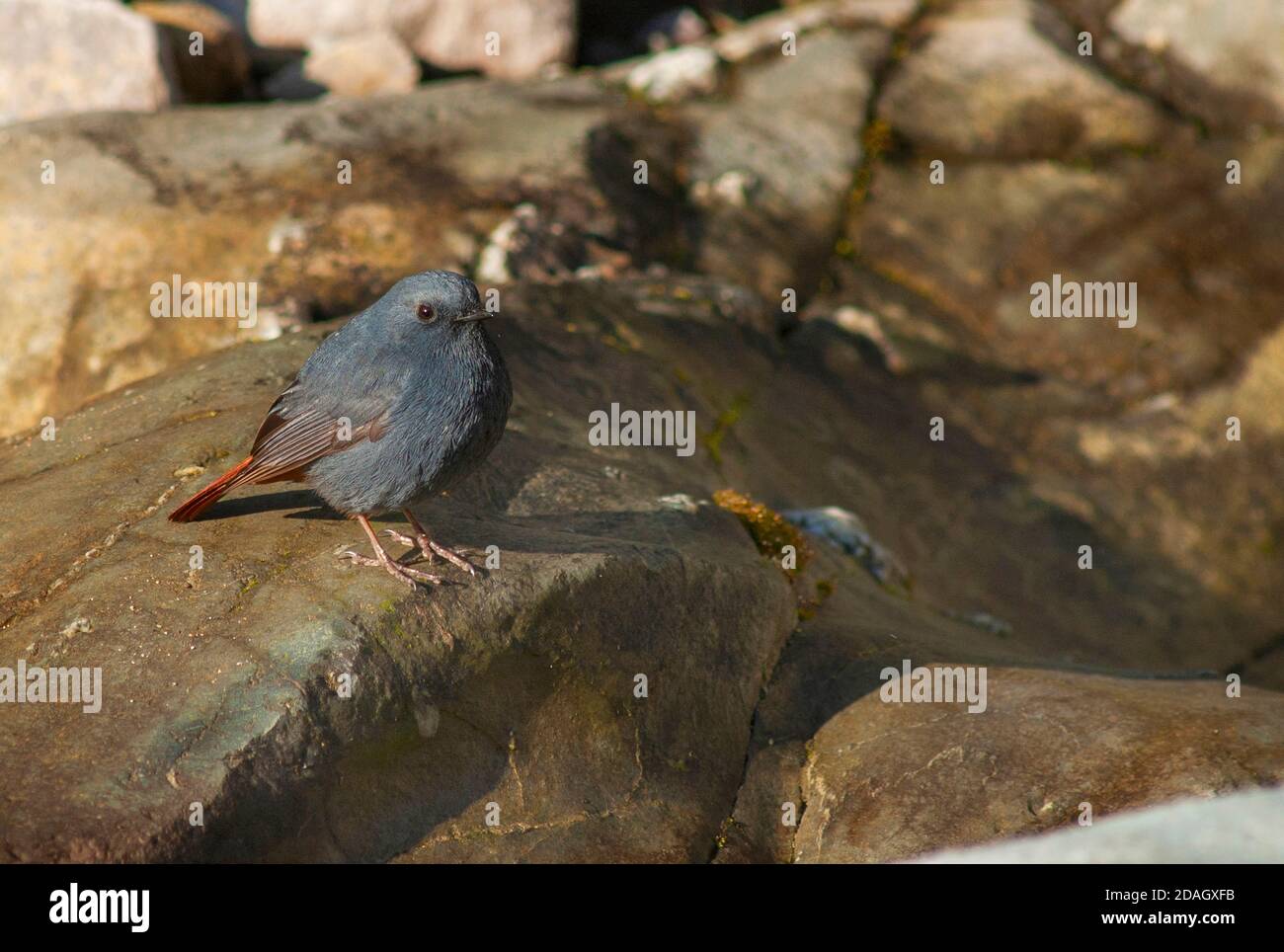 Plumbeous Wasser-Rotstart (Rhyacornis fuliginosa), thront auf einem Felsen in einem Flussbett, Indien, Stockfoto