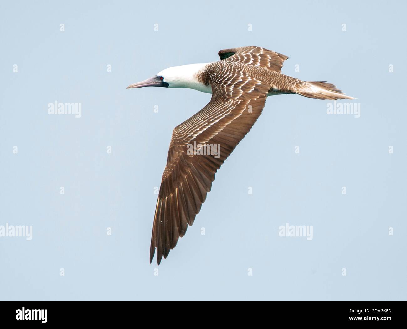 Peruanischer Buschhauch (Sula variegata), im Flug, zeigt oberen Flügel und Rücken, Peru Stockfoto
