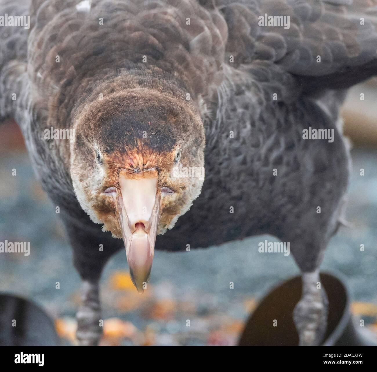 Nördlicher Riesensturmvogel, Riesensturmvogel, Halls Riesensturmvogel (Macronectes halli), Porträt, Vorderansicht, Australien, Tasmanien, Macquarie Island, Schnallen Stockfoto