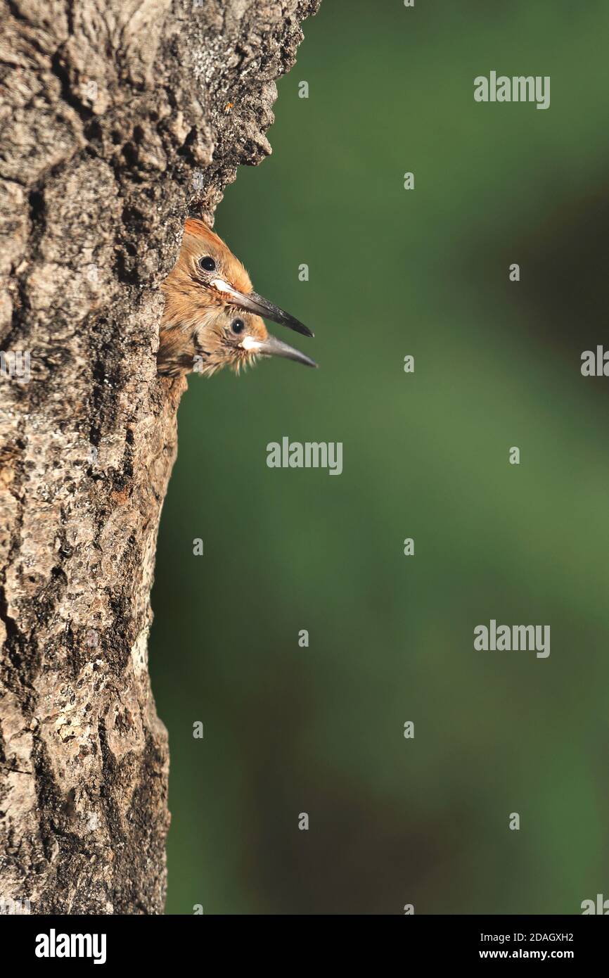 Wiedehopf (Upupa epops), zwei junge Vögel mit Blick auf ein Nistloch, Ungarn, Tiszaalpar Stockfoto