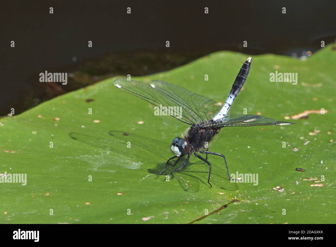 Knollige Weißgesichtendarter (Leucorrhinia caudalis), Männchen sitzt auf einem Seerosenblatt, Niederlande, Overijssel, Weerribben-Wieden Nationalpark Stockfoto