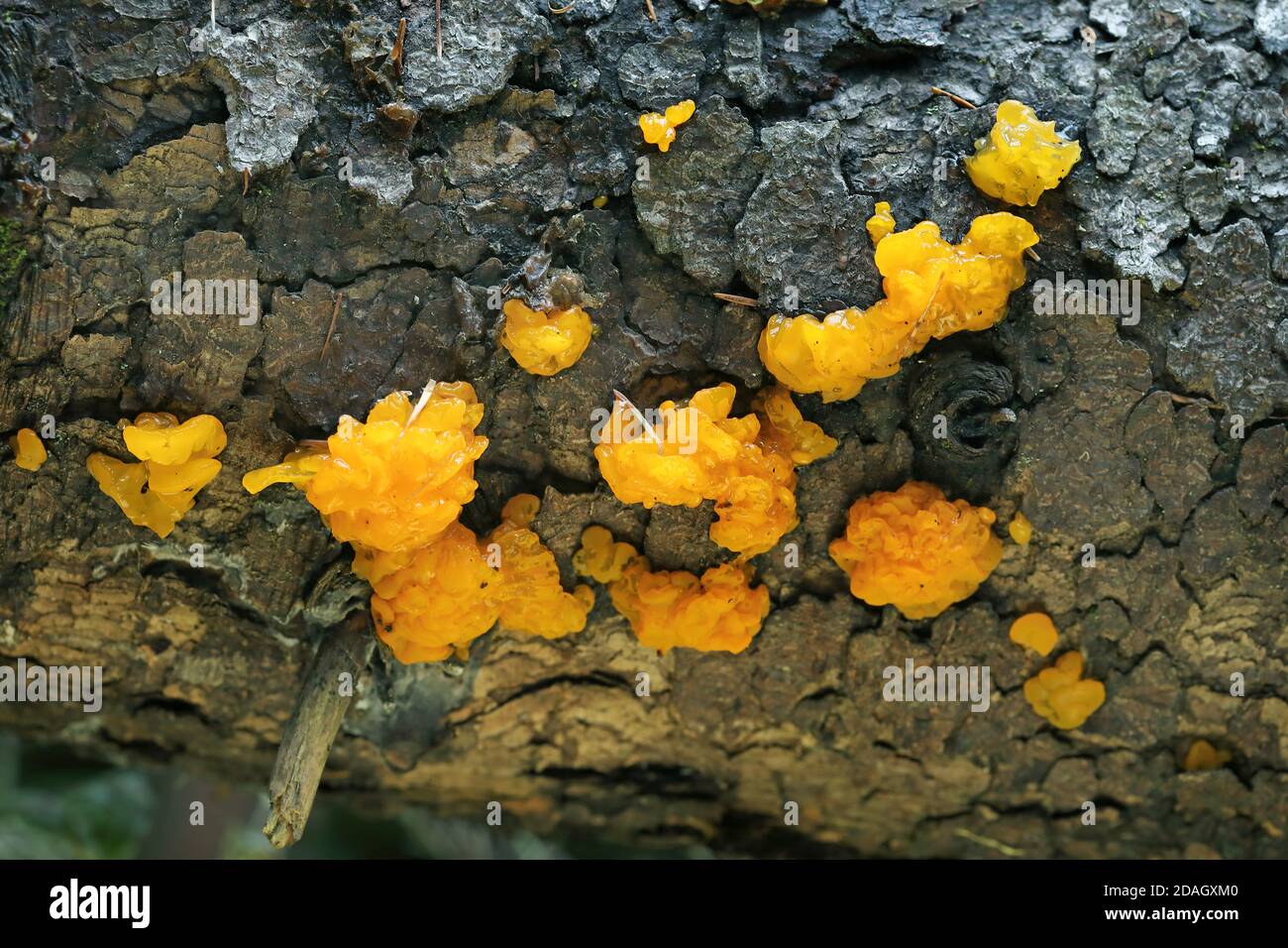 Gelbes Gehirn, Goldgeleepilz, Gelber Trembler, Hexenbutter (Tremella mesenterica, Tremella lutescens), Gruppe auf totem Baum, Kanada, Ontario, Stockfoto