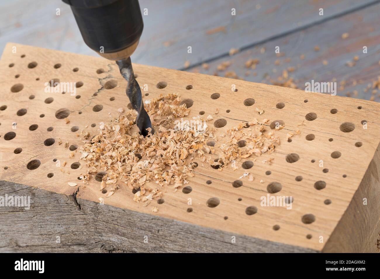 Wildbienennisthilfe aus hartem Holz, Löcher unterschiedlicher Dicke werden mit einem Bohrer in das Holz gebohrt, Deutschland Stockfoto