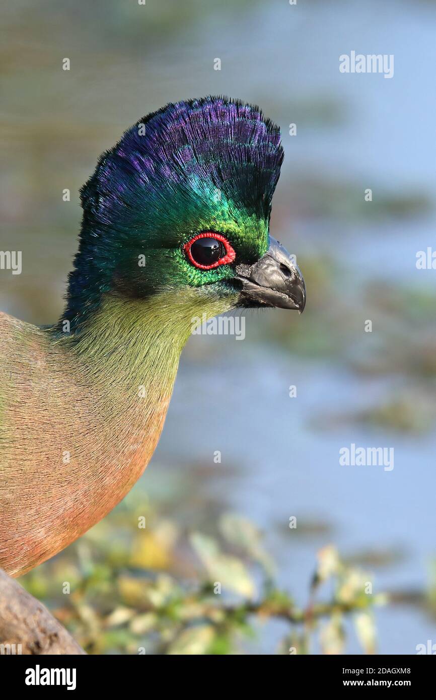 Purpurcrested turaco, Violet-Crested turaco, Purpurcrested lourie (Musophaga porphyreolopha, Tauraco porphyreolophus, Gallirex porphyreolophus), Stockfoto