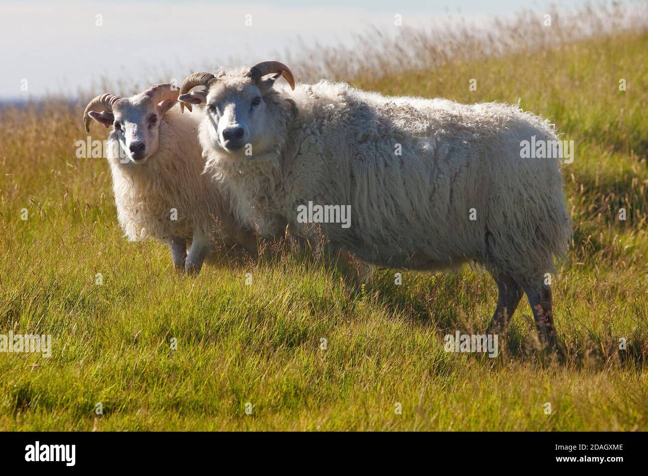 Hausschaf (Ovis ammon f. widder), Mutter mit Jungtier, Island, Kirkjubaejarklaustur Stockfoto