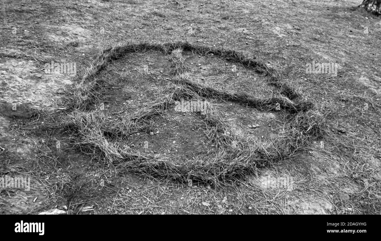 Friedenszeichen der getrockneten Nadeln, die auf dem Boden liegen Stockfoto