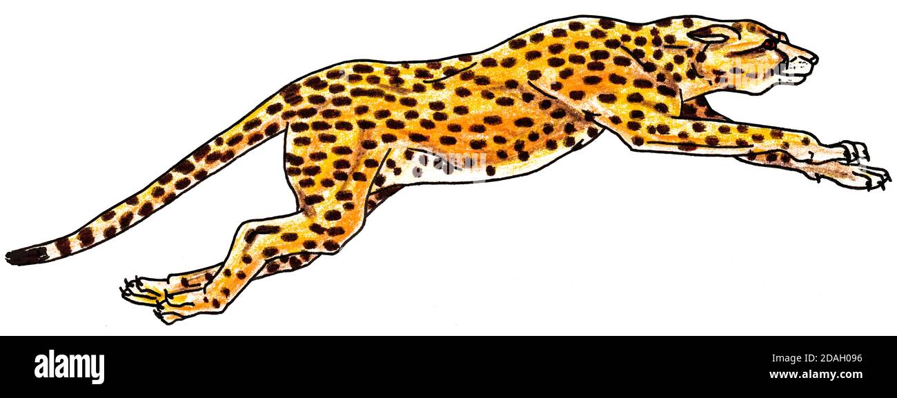 Darstellung eines bunten Leoparden, der auf weißem Hintergrund springt. Buntstifte zeichnen. Stockfoto