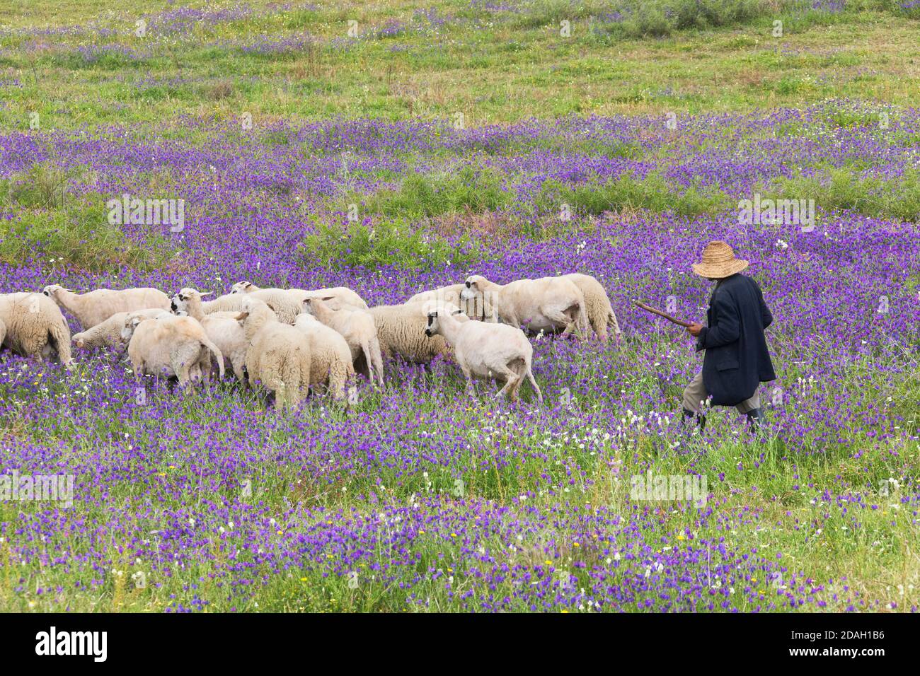 Hüten Schafe auf der Wiese von Lupine Blumen, Riff Berge, Marokko Stockfoto