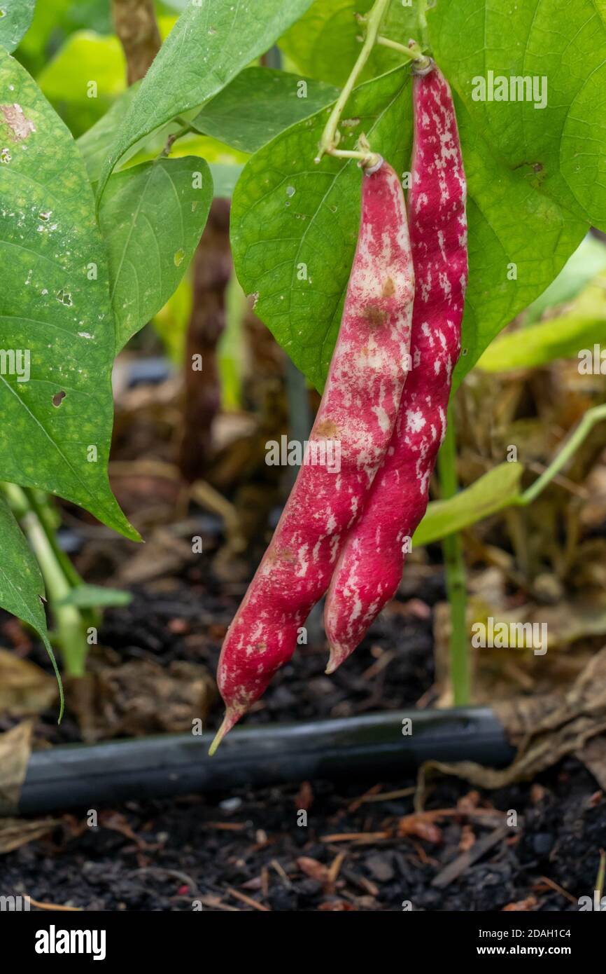 Issaquah, Washington, USA. Cranberry Bohne oder Cranberry Schalende Bohne, eine Art romano Bohne. Stockfoto