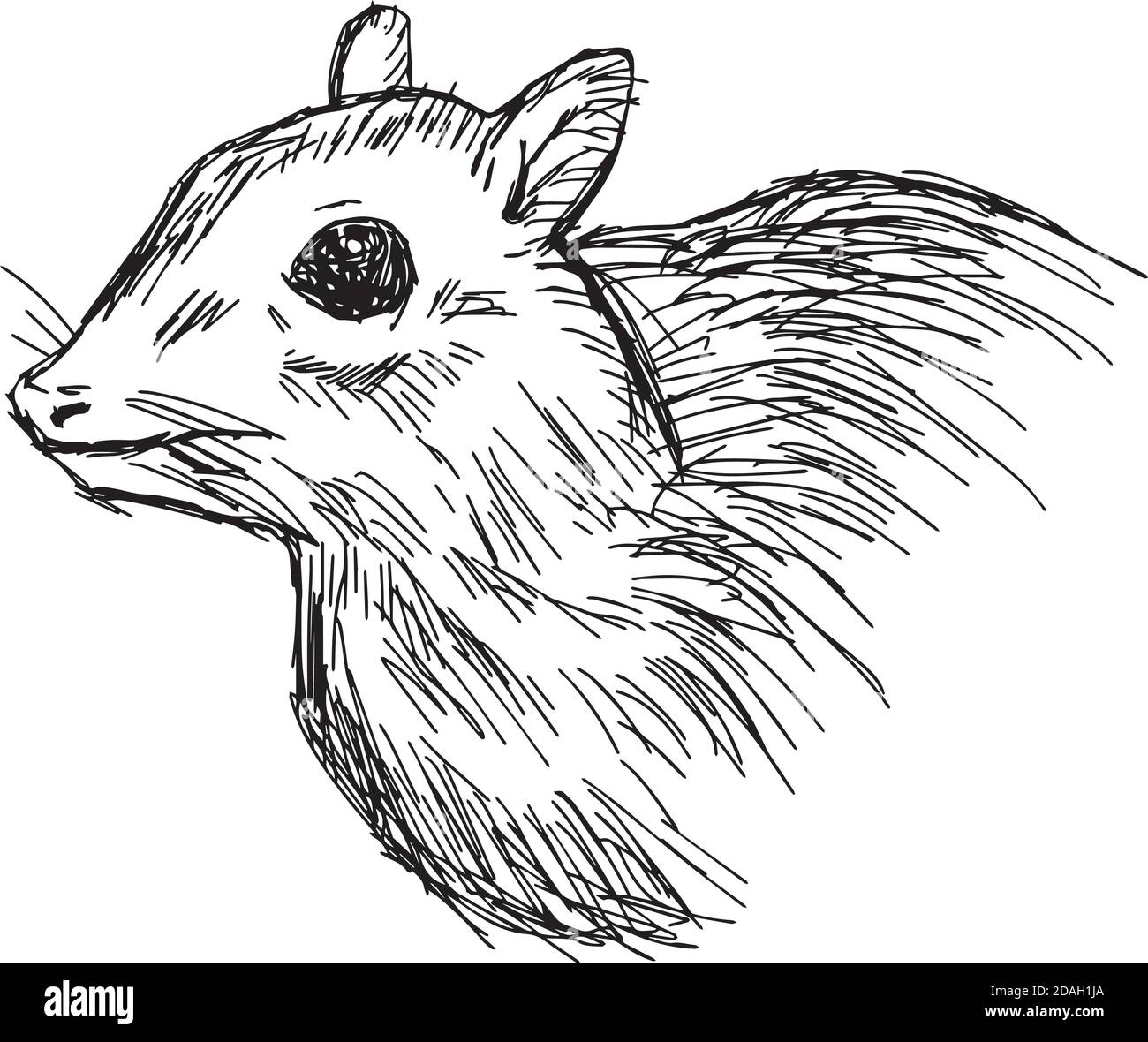 Illustration Vektor Hand gezeichnete Doodle Nahaufnahme Maus Hirsch oder Chevrotain Isoliert auf Weiß Stock Vektor