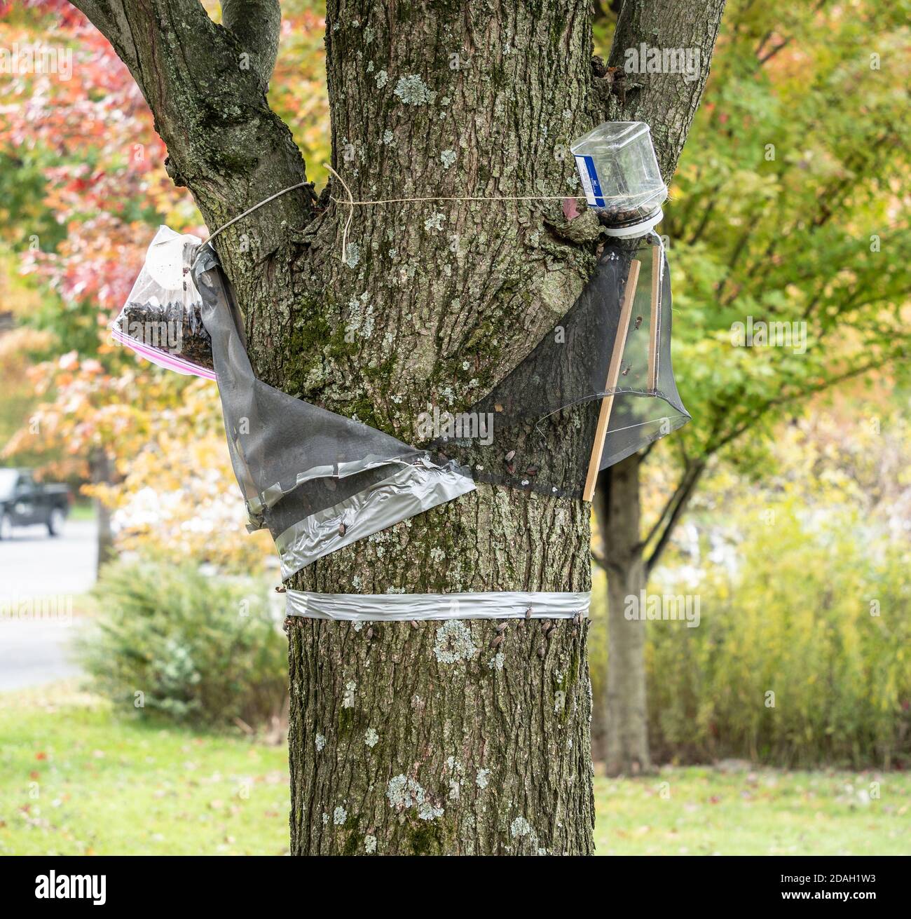 Gefleckte Lanternfly-Falle auf Baum, Berks County, Pennsylvania Stockfoto