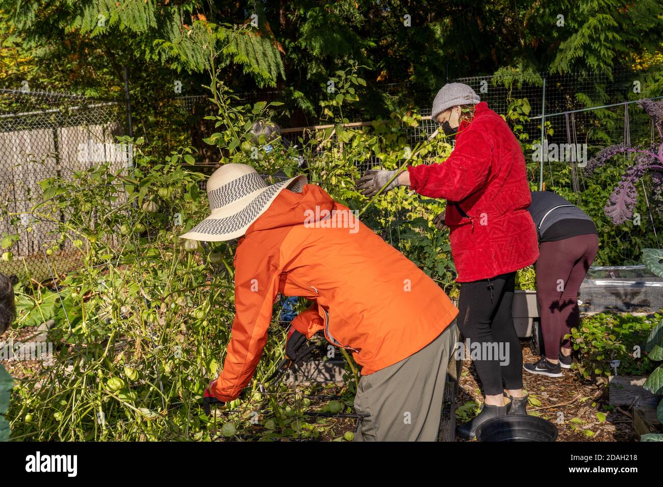Issaquah, Washington, USA. Frauen ernten Tomatillos in einem Gemeinschaftsgarten. Stockfoto