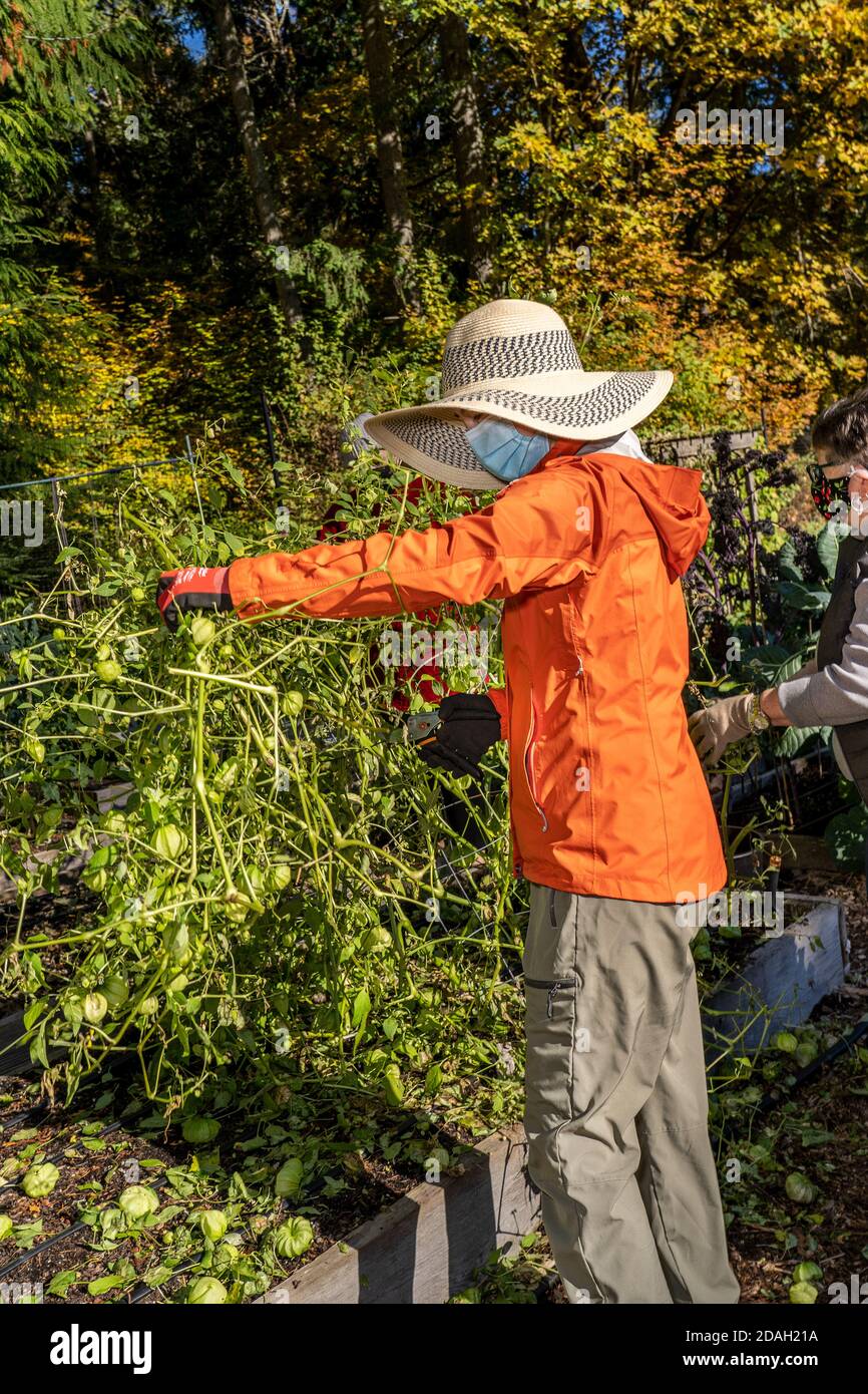 Issaquah, Washington, USA. Frauen ernten Tomatillos in einem Gemeinschaftsgarten. Stockfoto