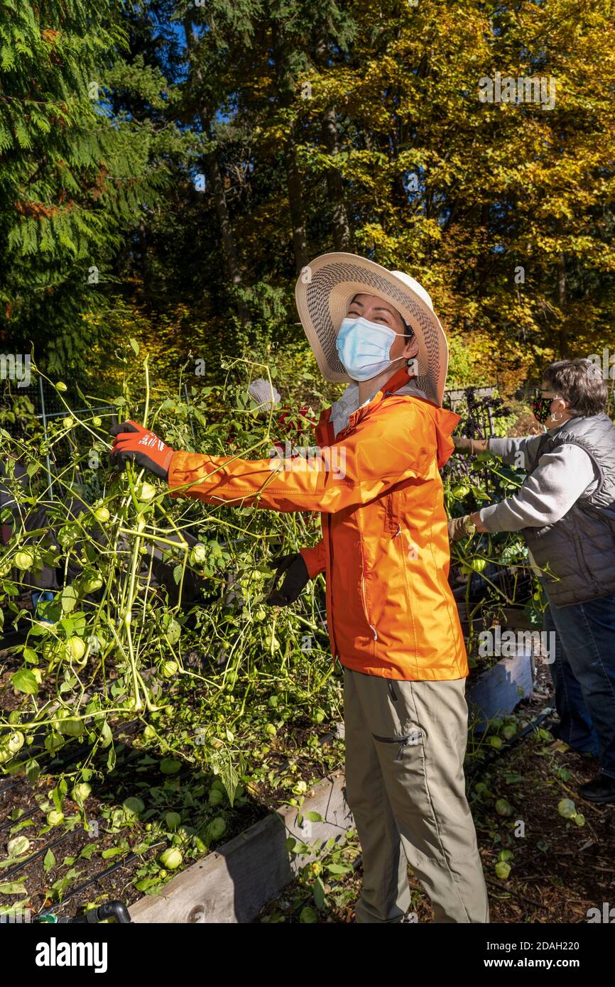 Issaquah, Washington, USA. Frauen ernten Tomatillos in einem Gemeinschaftsgarten. Stockfoto