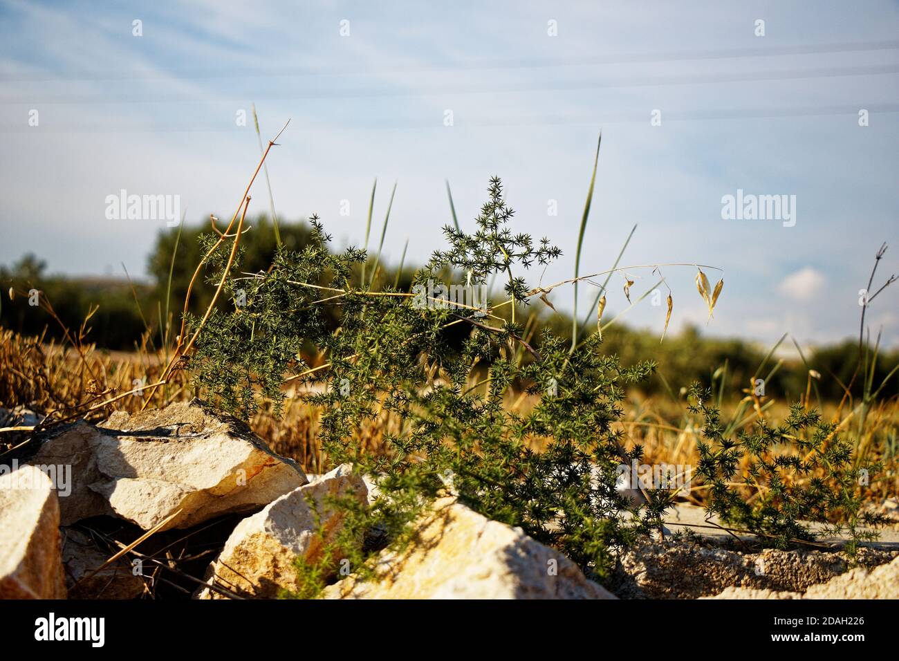 Low-Angle-Ansicht eines natürlichen bewegten Maisfeld mit Steine im Vordergrund Stockfoto