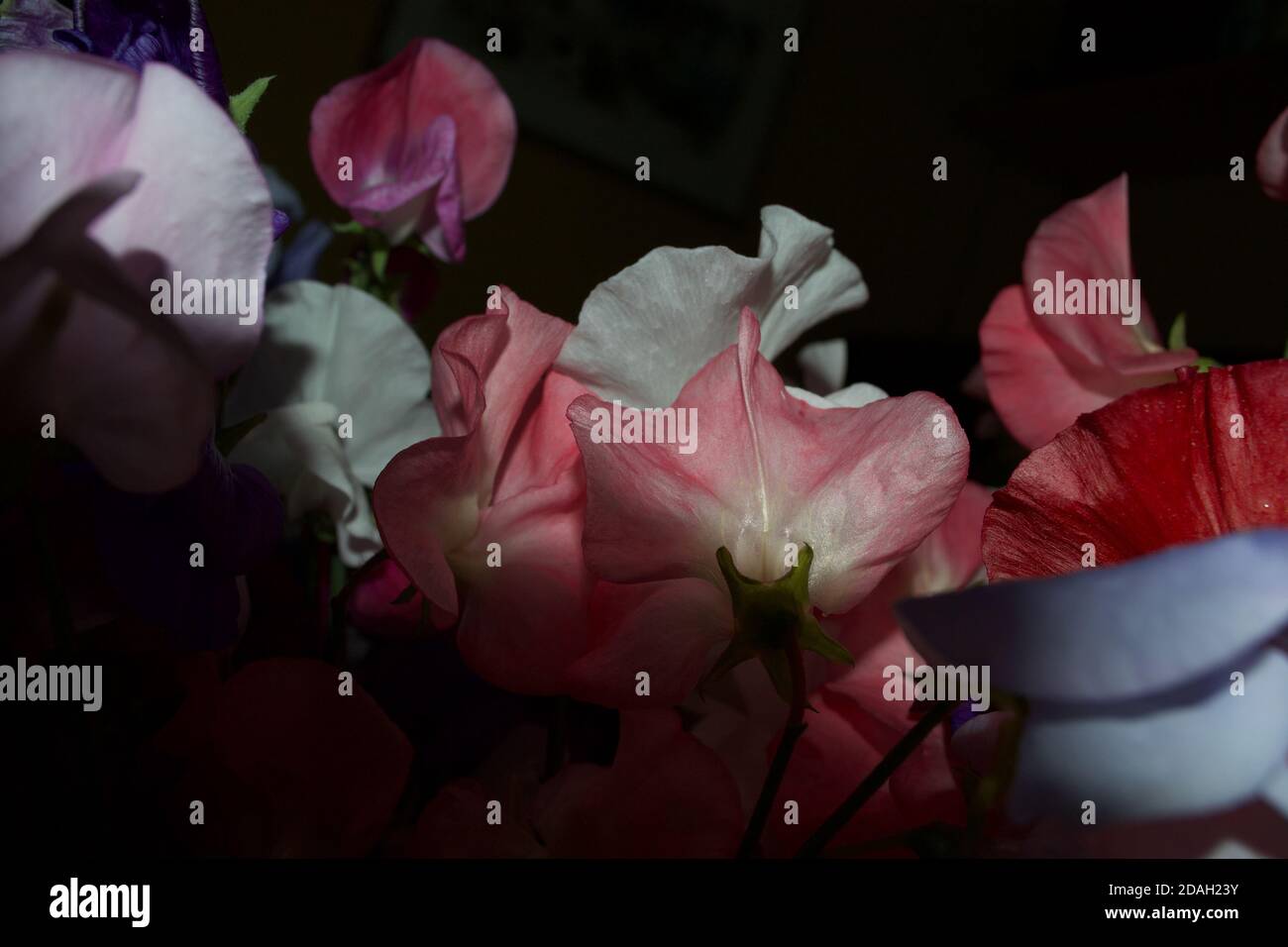 Nahaufnahme von süßen Erbsenblüten (Lathyrus odoratus), rosa, lila und weiß gefärbt, vor schwarzem Hintergrund. Detail der Blütenblätter im Dunkeln Stockfoto