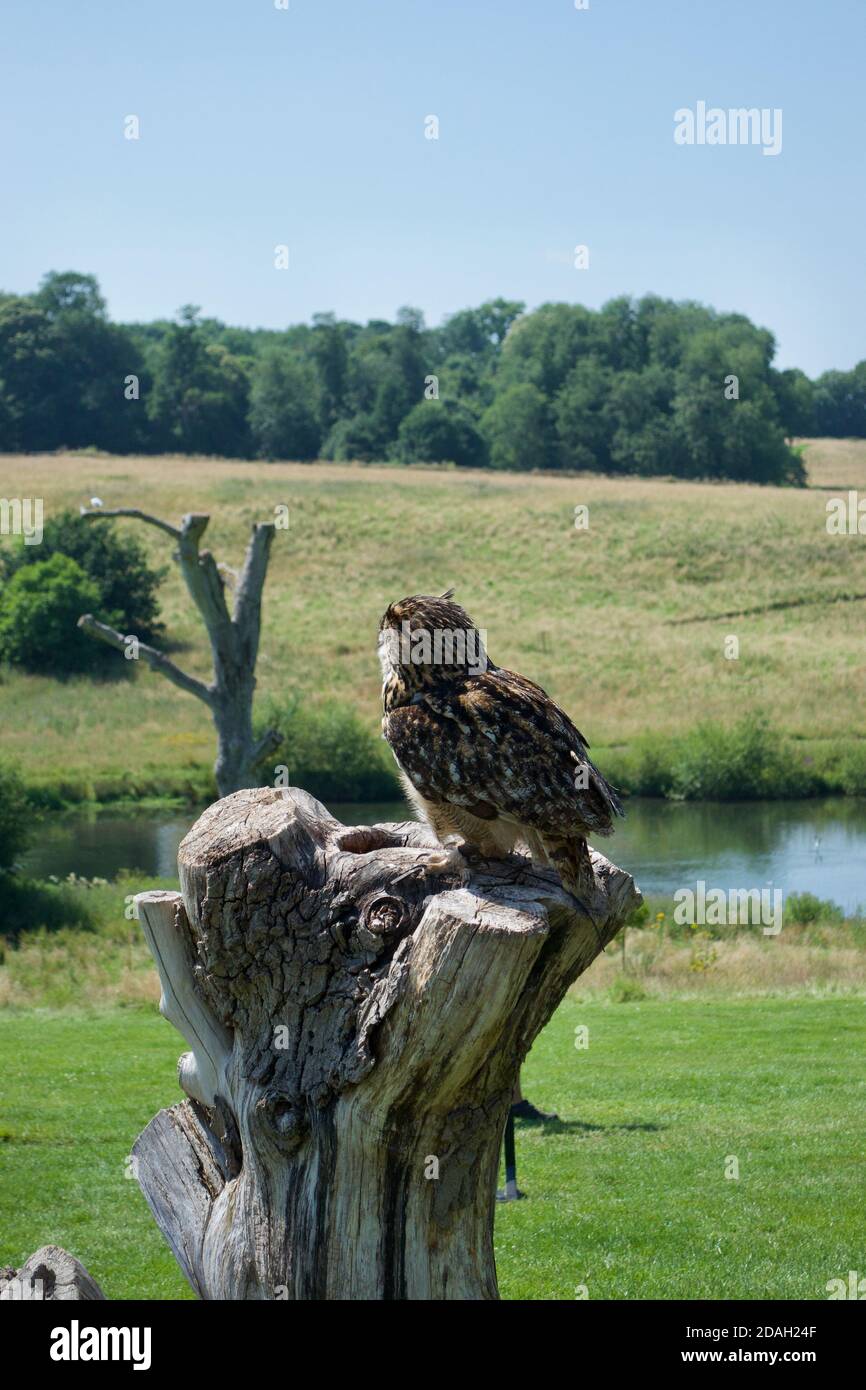 Eine eurasische Adlereule (Bubo bubo) schaut weg von der Kamera. Stehend auf einem hölzernen Baumstumpf, Blick über Bäume, Felder, Wald und Wasser in Th Stockfoto