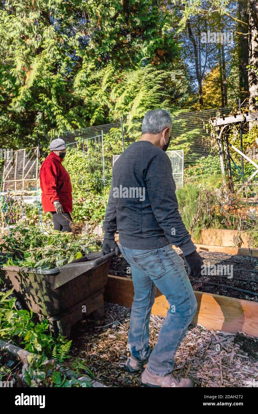 Issaquah, Washington, USA. Mann zieht eine Schubkarre von Pflanzen zu einem Komposthaufen in einem Gemeinschaftsgarten. Stockfoto