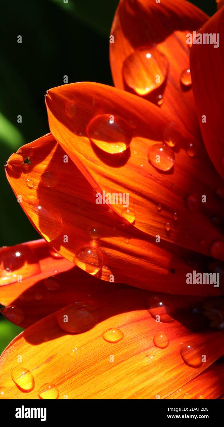 Makrobild einer orangefarbenen Blume 3 Stockfoto