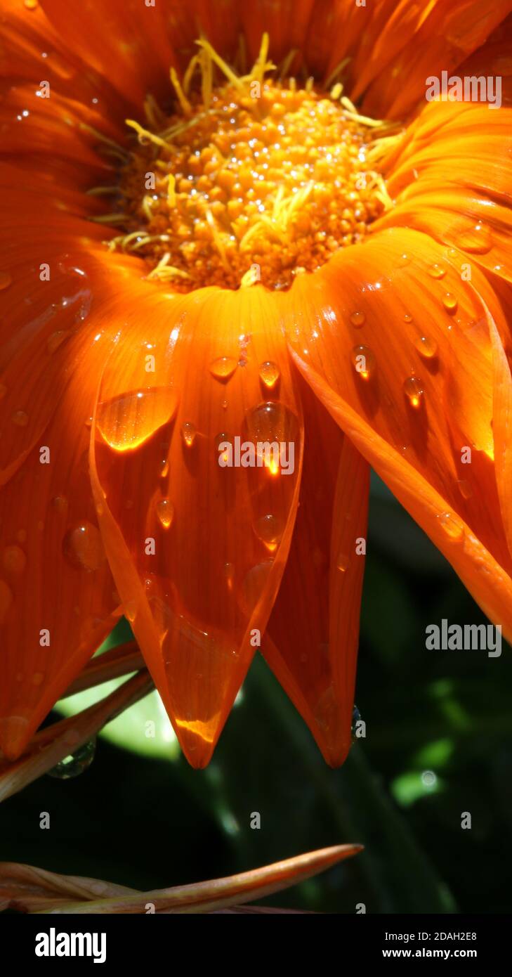 Makrobild einer orangen Blume Stockfoto
