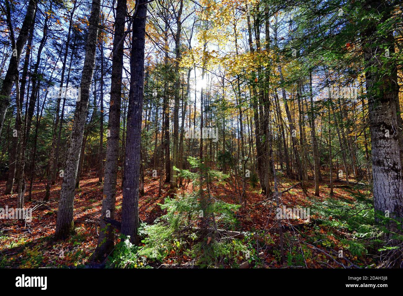 Lawson, Michigan, USA. Die Nachmittagssonne filterte durch einen Wald von Bäumen in der Nähe von Lawson, Michigan. Stockfoto