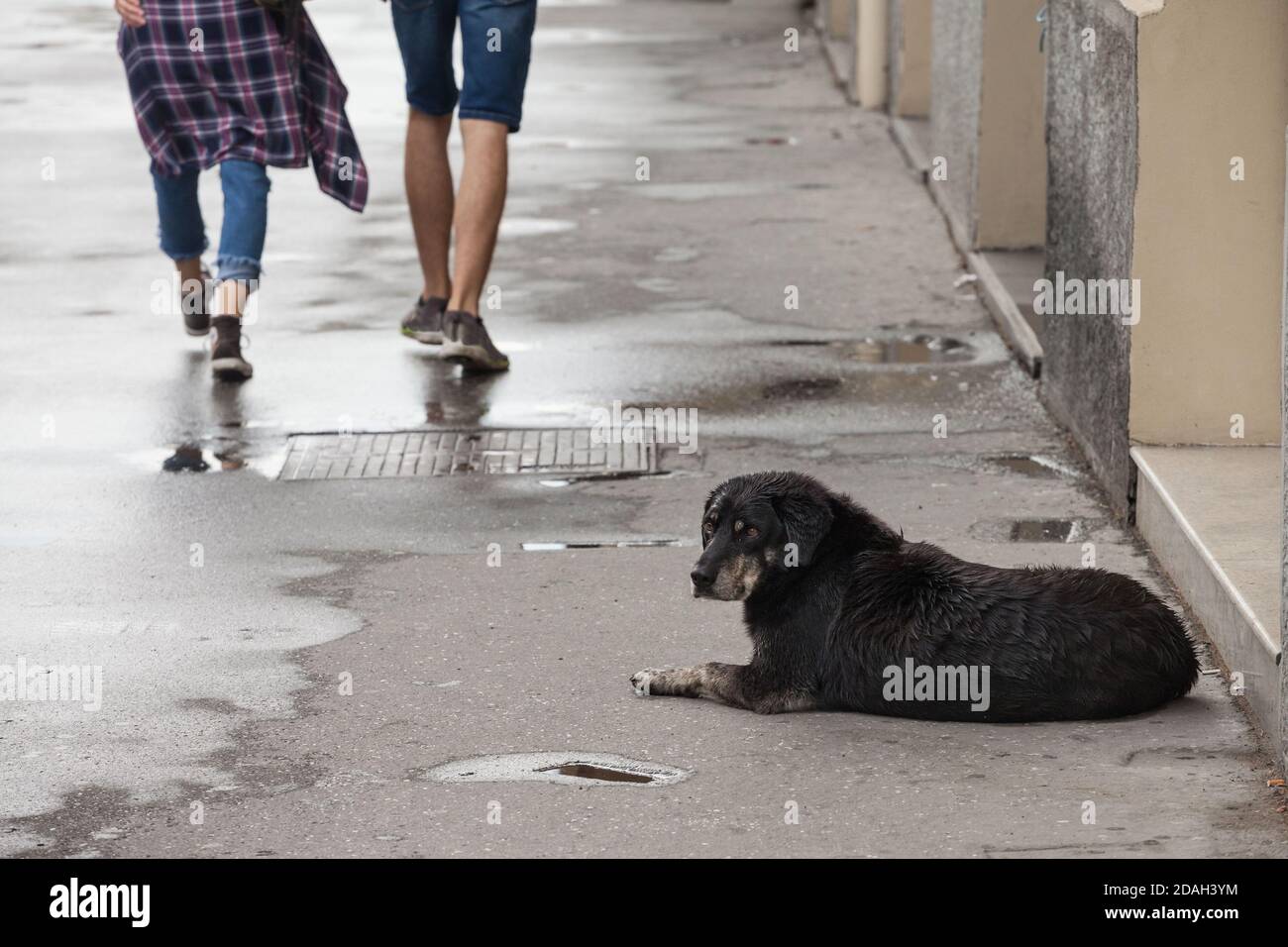 Lutalica, ein typischer serbischer streunender Hund streunender Hund, der sich mitten auf einem Fußgängerweg niederlegt, während die Leute gehen und ihn ignorieren. Bild von Stockfoto