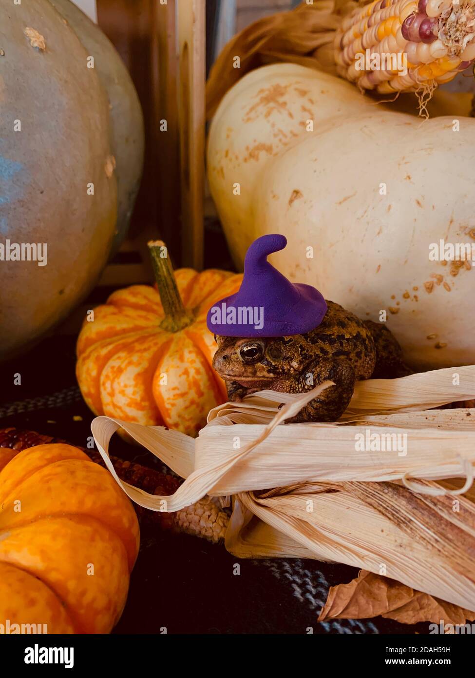 Nur eine Kröte, die ein paar schöne Herbststimmung genießt Stockfoto