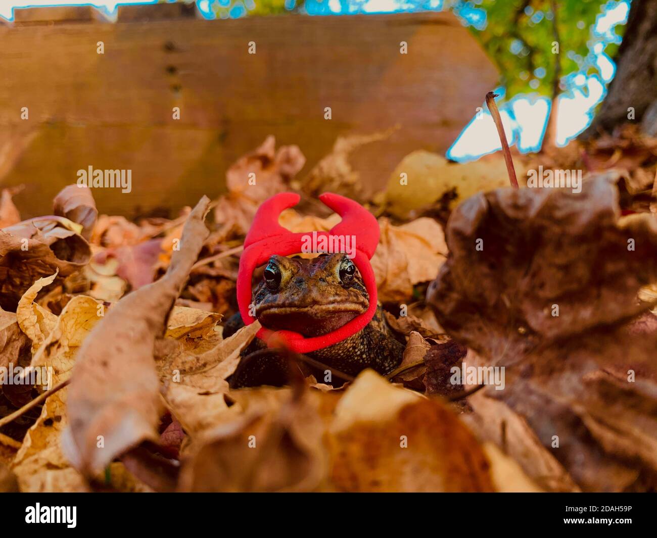 Nur eine Kröte, die ein paar schöne Herbststimmung genießt Stockfoto