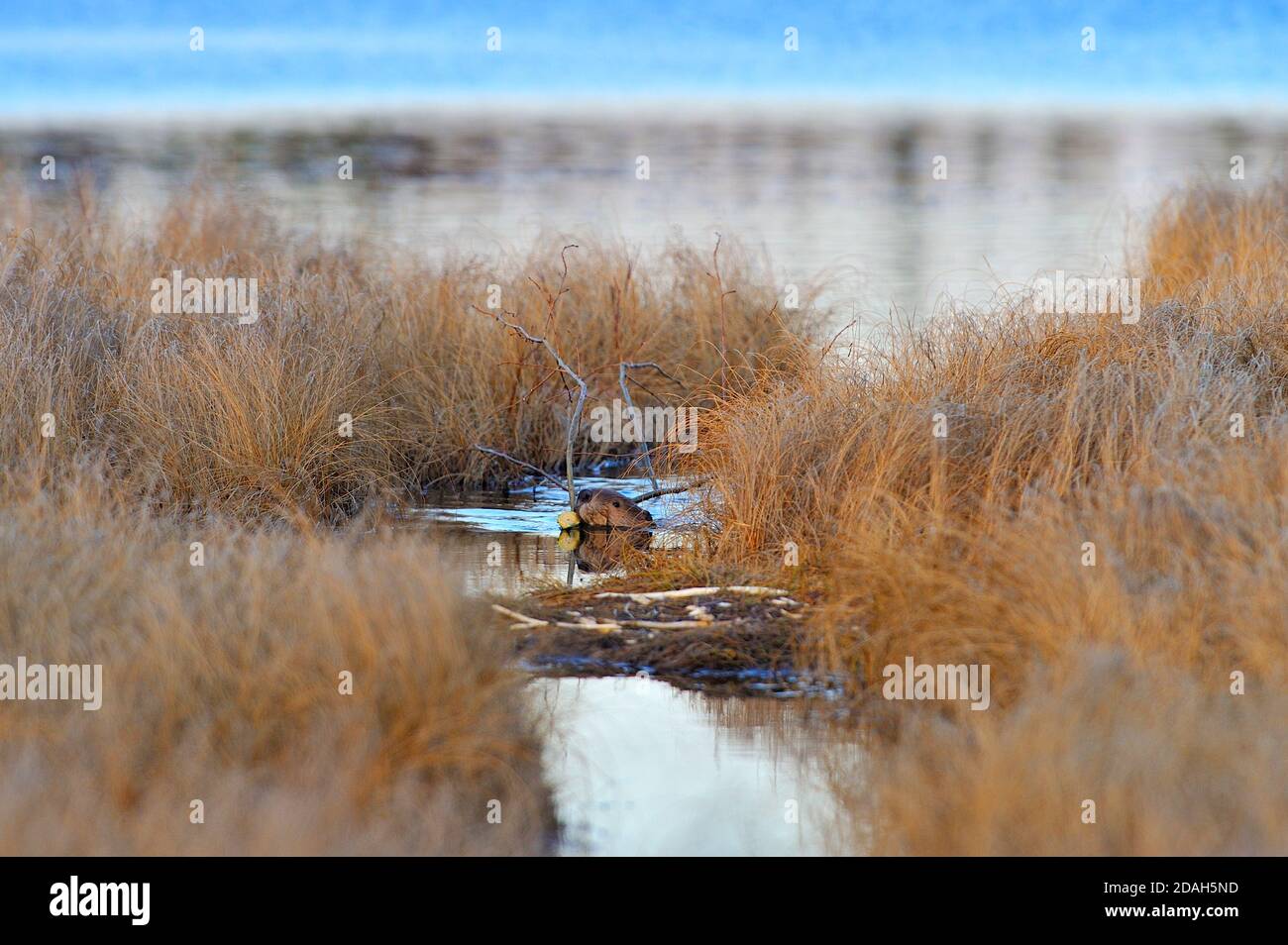 Ein wilder Biber 'Castor canadensis', der einen Baumzweig durch einen Kanal zwischen den Herbstgräsern zu seinem Biberteich zieht. Stockfoto