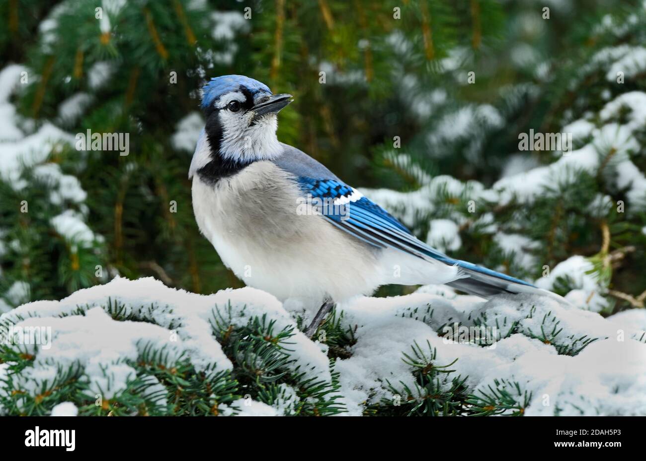 Ein östlicher Blauhäher, Cyanocitta cristata, thront auf einem schneebedeckten Fichtenzweig im ländlichen Alberta Kanada Stockfoto