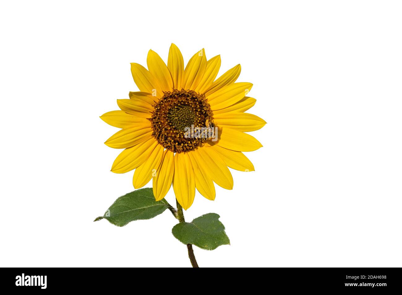 Gelbe Blume mit braunem Zentrum und Honigbiene, isoliert auf weißem Hintergrund. Wilde Sonnenblume. Speicherplatz kopieren. Stockfoto