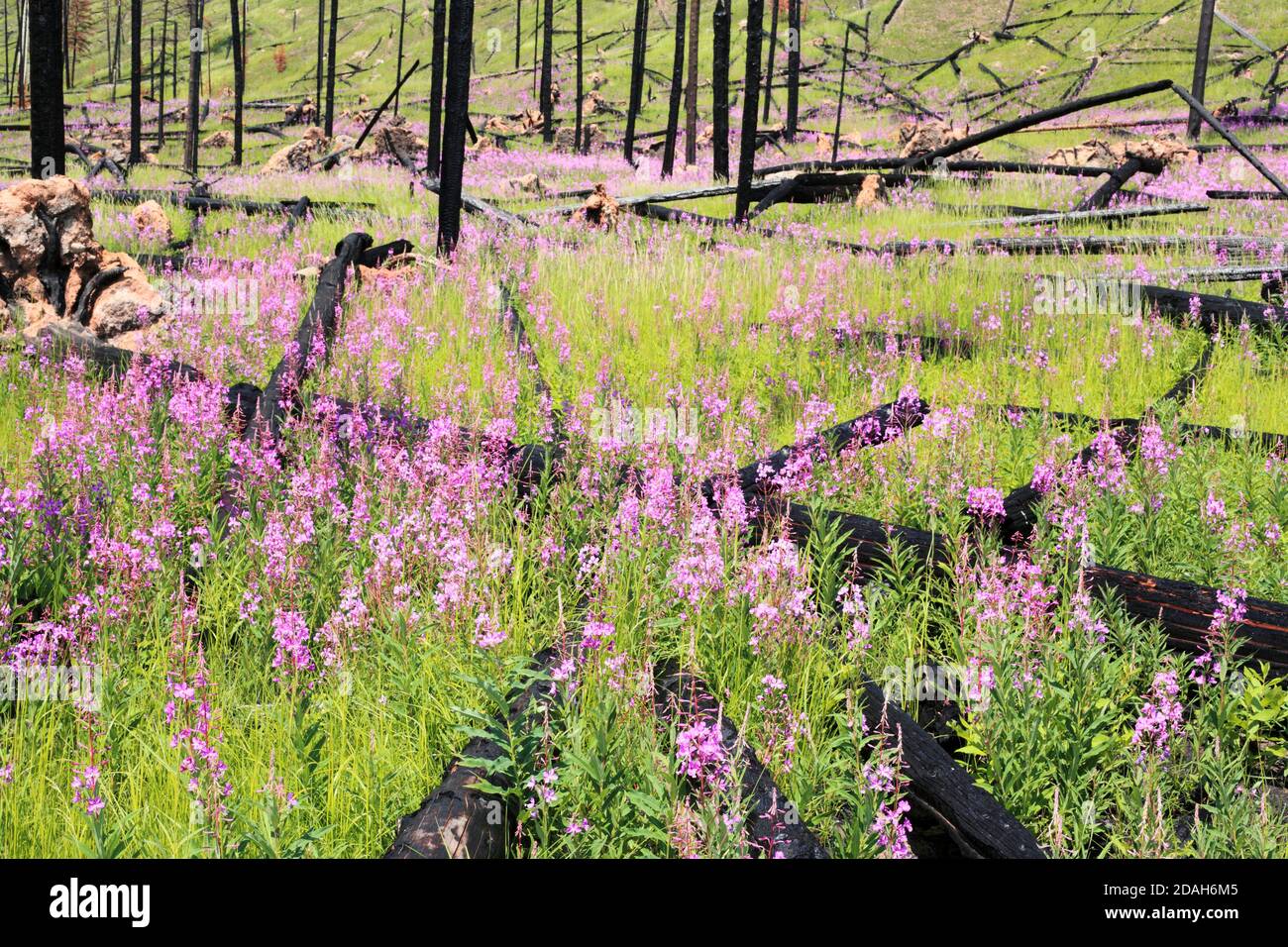 Hanglage mit Fireweed Stockfoto