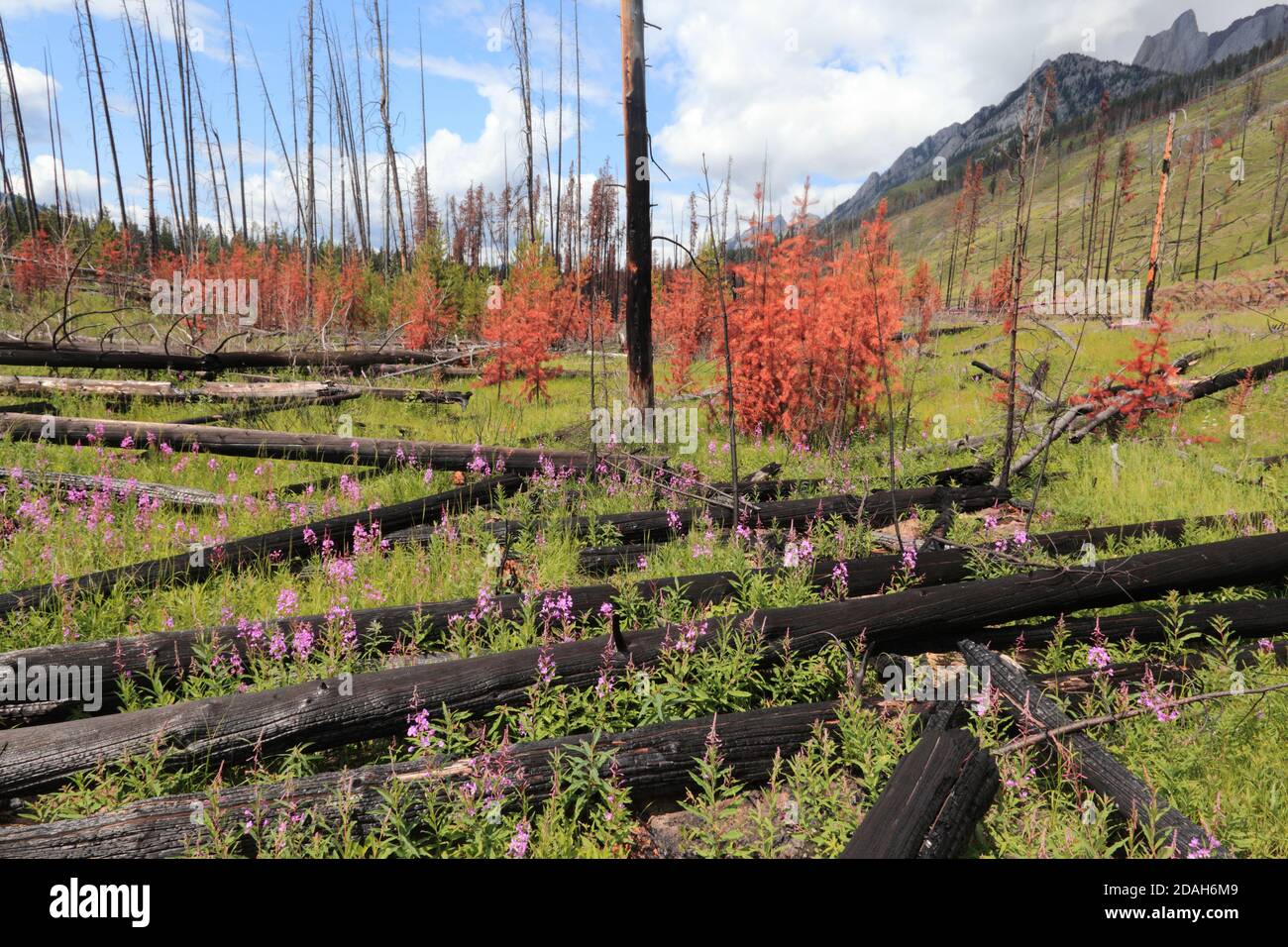 Hanglage mit Fireweed Stockfoto
