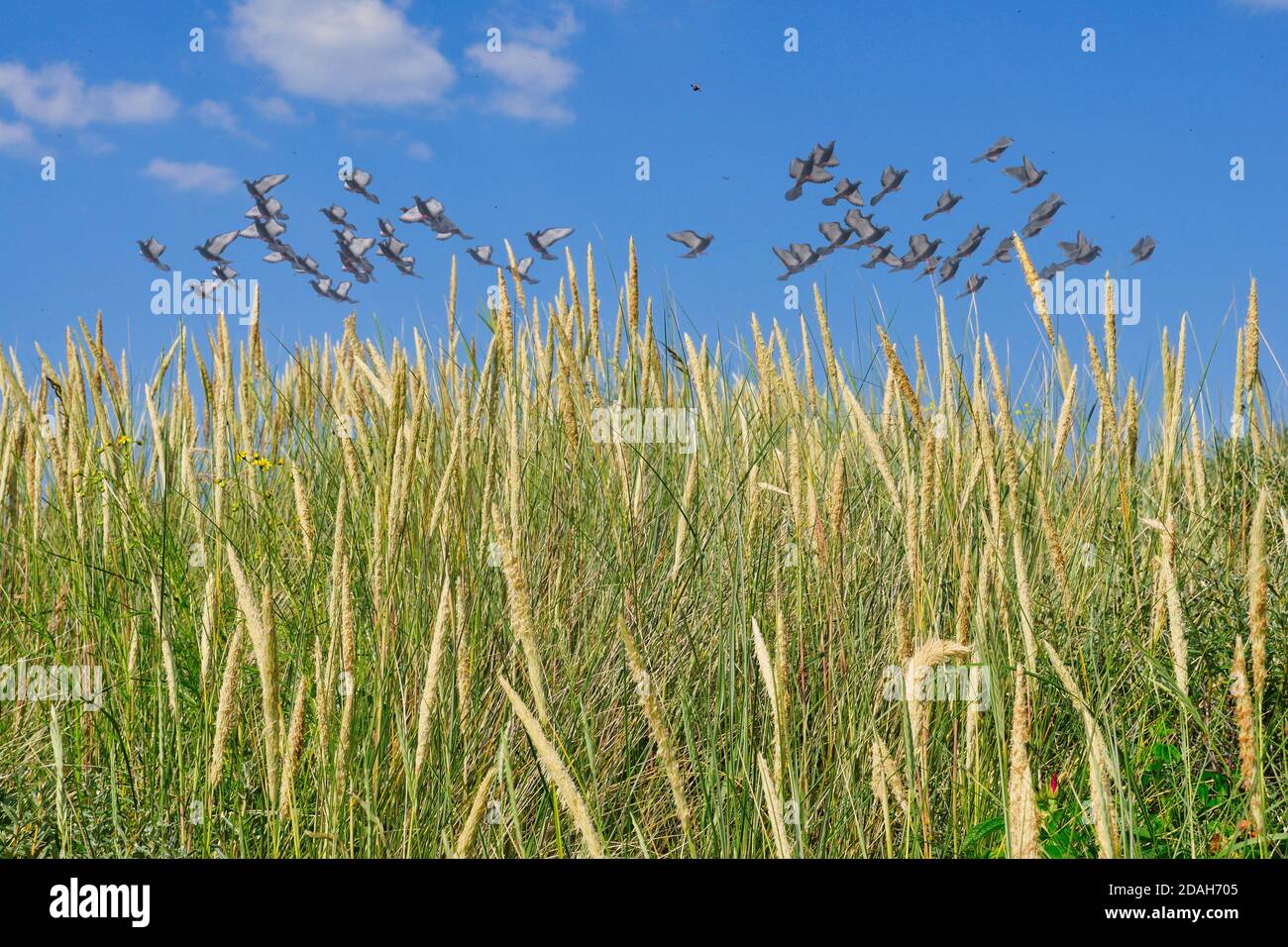 Tauben fliegen über das Feld von Marram Gras Zweige. Low-Angle-Ansicht. Stockfoto