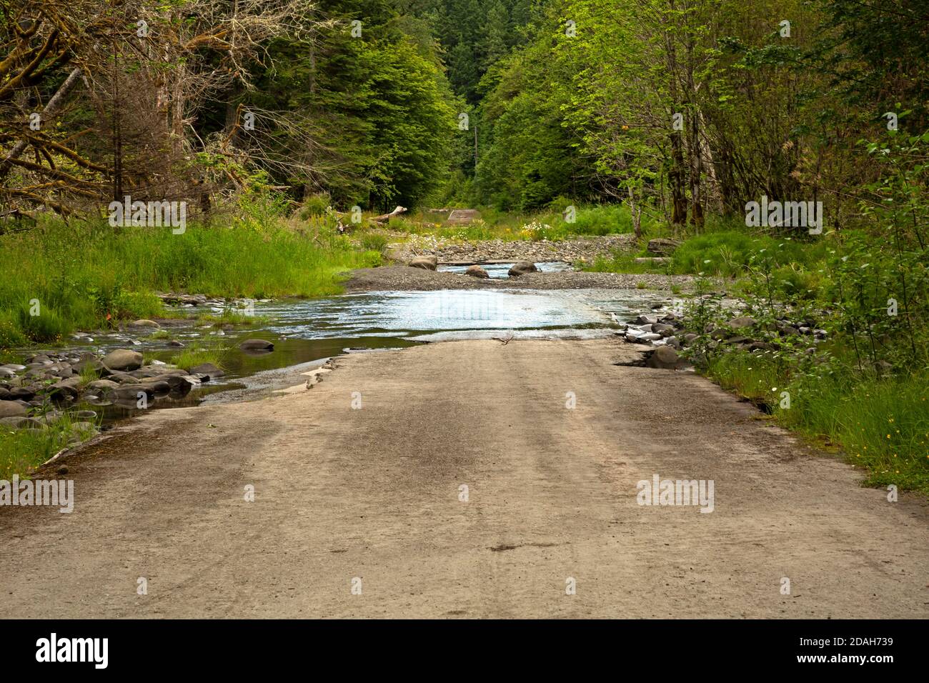 WA18023-00...WASHINGTON - die Elwha River Road, die 2012 vom Glines Canyon Dam im Olympic National Park freigesetzt wurde, wurde vom Elwah River überflutet. Stockfoto