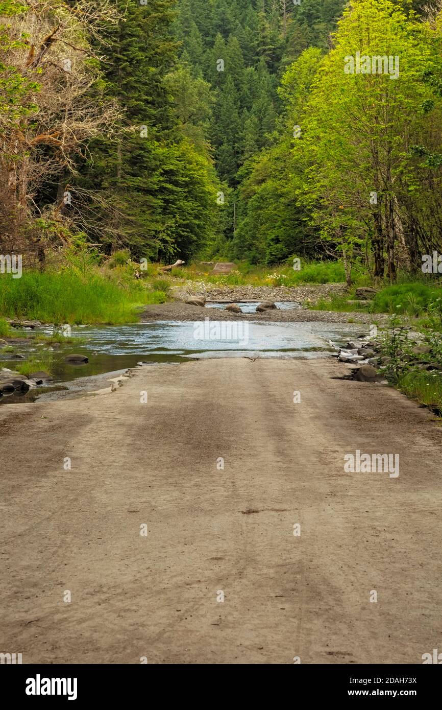 WA18024-00...WASHINGTON - die Elwha River Road, die 2012 vom Glines Canyon Dam im Olympic National Park freigesetzt wurde, wurde vom Elwah River überflutet. Stockfoto