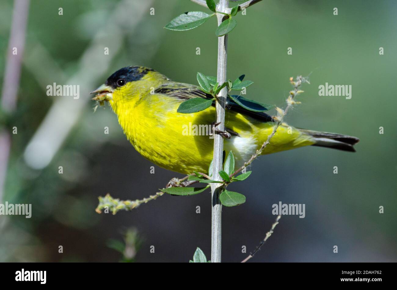 Weniger Stieglitz (Spinus psaltria) Stockfoto