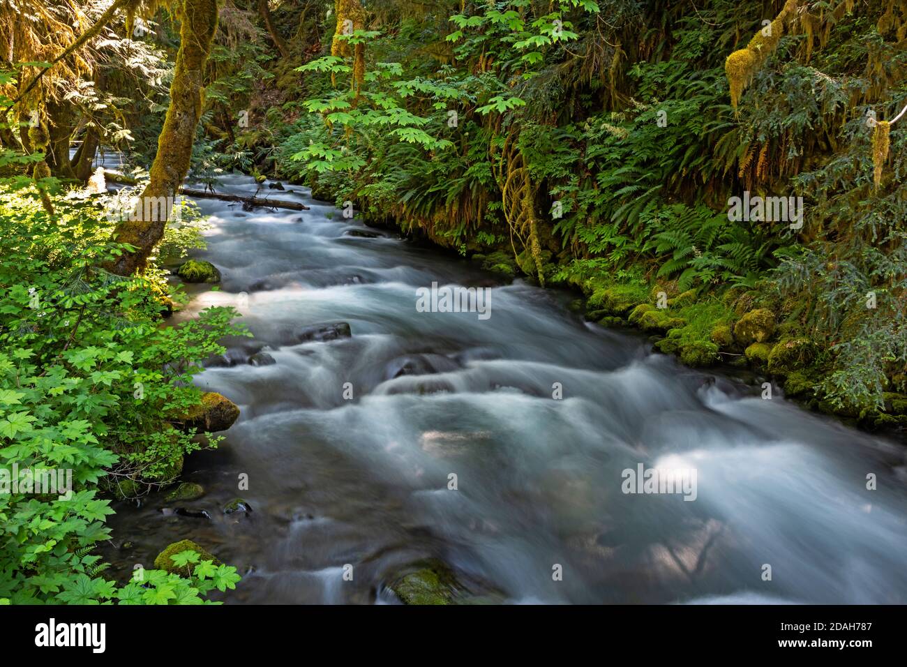 WA18040-00...WASHINGTON - Lillian River überquerte den Elwha River Trail im Olympic National Park. Stockfoto