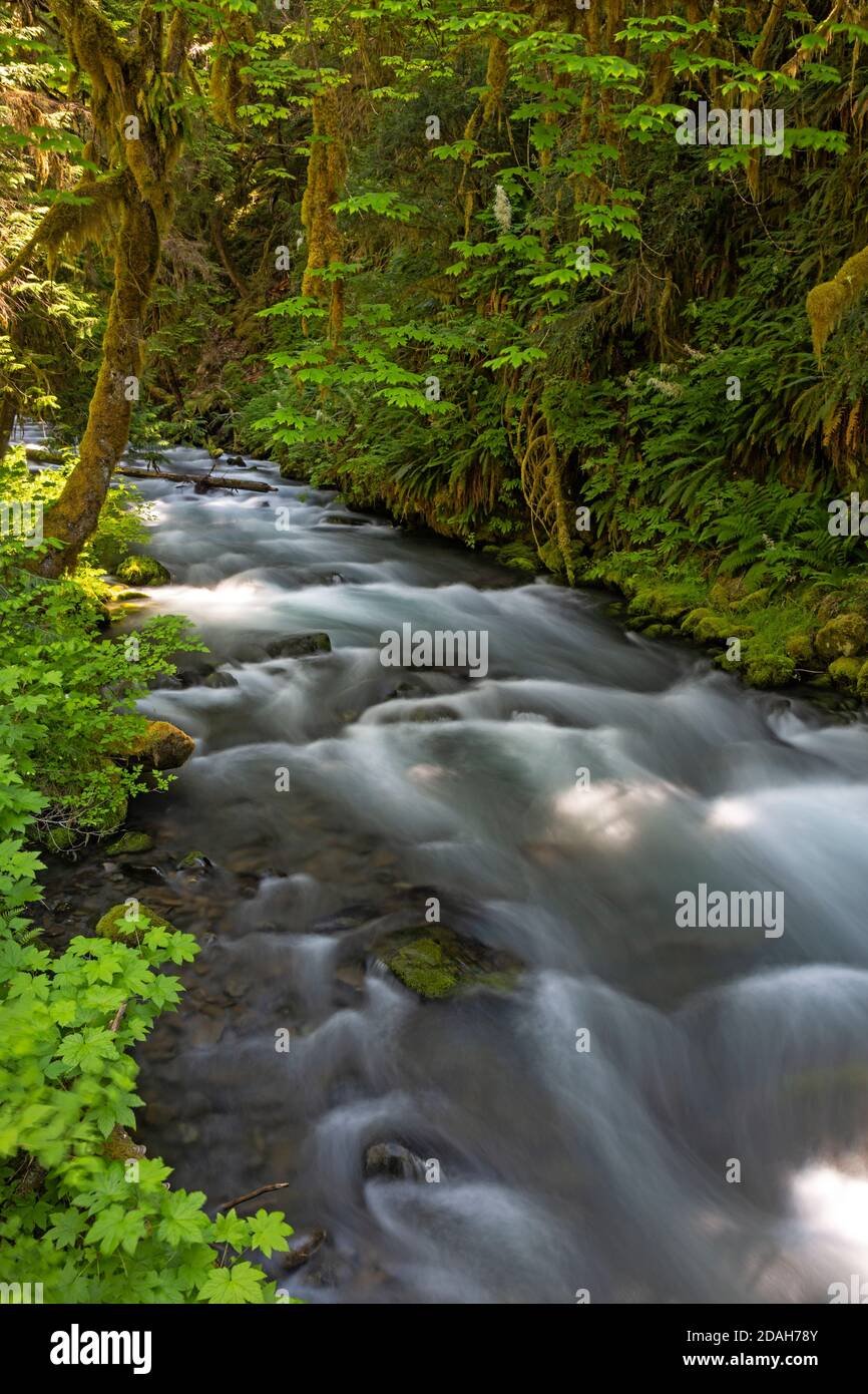 WA18041-00...WASHINGTON - Lillian River überquerte den Elwha River Trail im Olympic National Park. Stockfoto