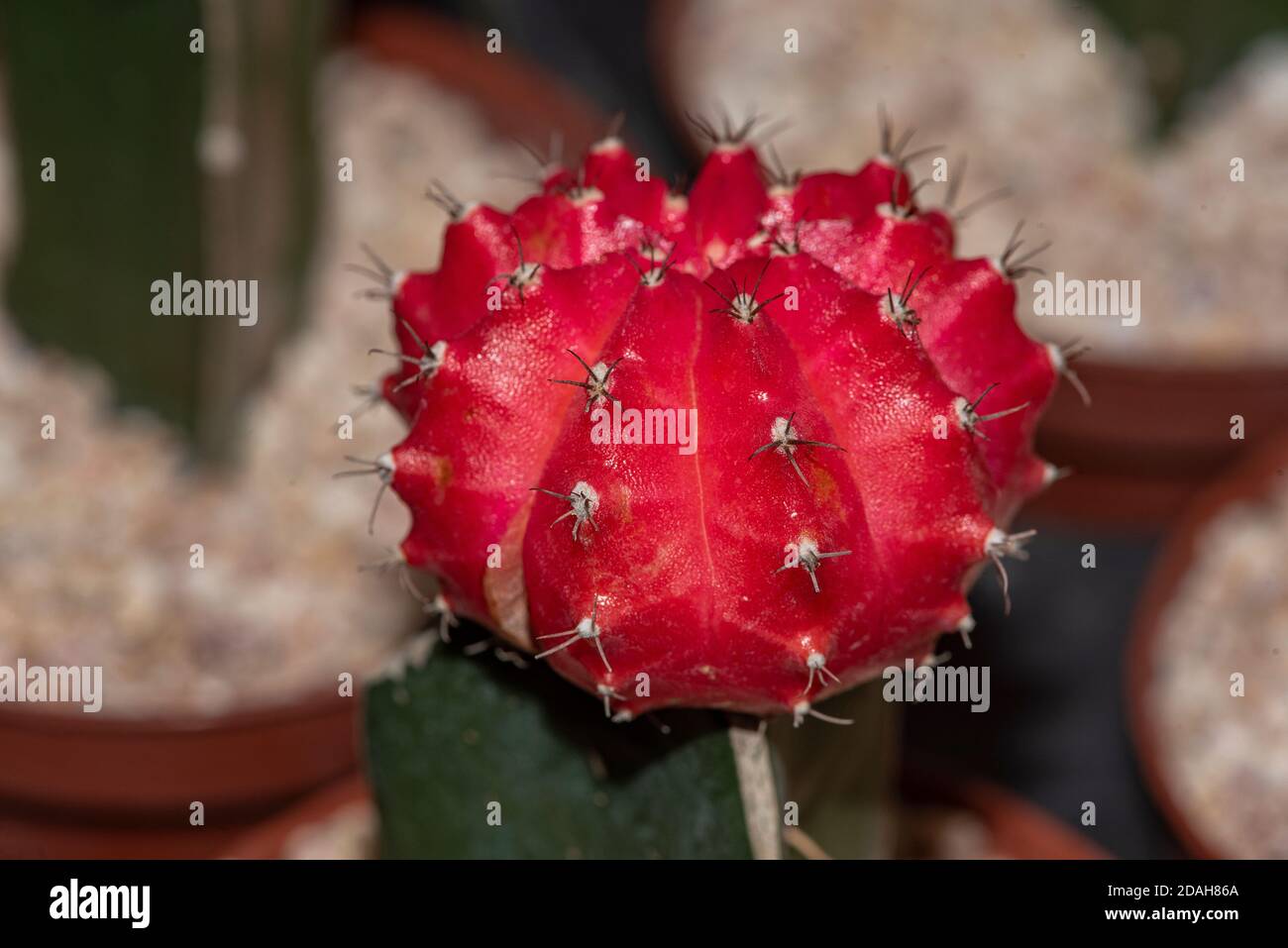 Schne bunte Gymnocalycium mihanovichii gepfropft Kaktus Kaktus auf Topf im  Garten. Runde Kaktus rot Stockfotografie - Alamy