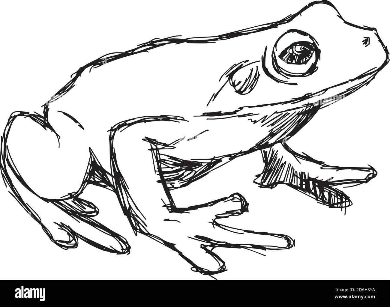 Illustration Vektor Hand gezeichnete Doodle Frosch isoliert auf weiß. Stock Vektor