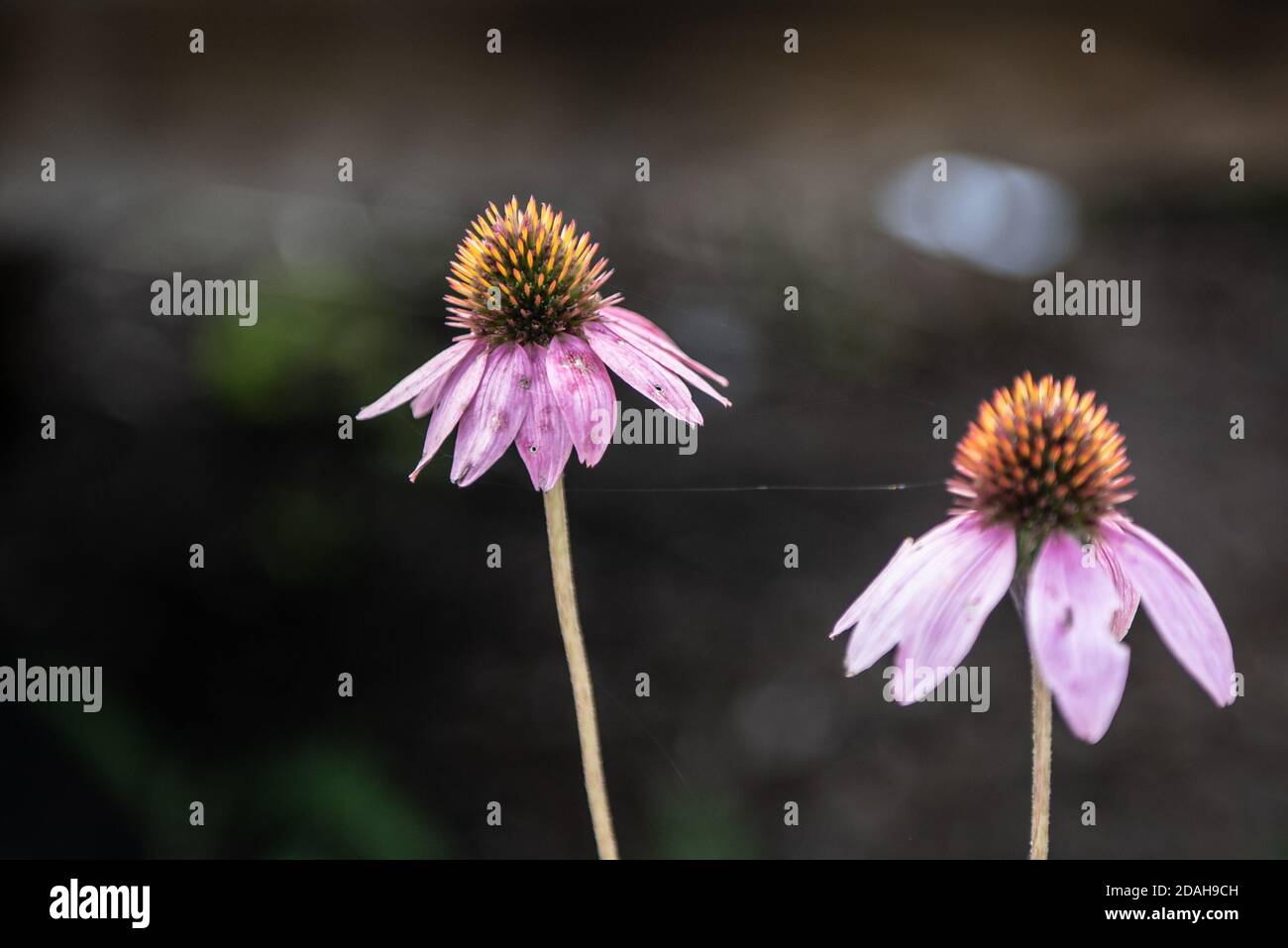 Purple Coneflower Echinacea Purpurea mit selektivem Fokus auf eine Blume Stockfoto