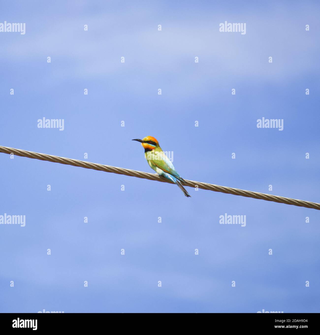 Australische Wildtiere Vogel Regenbogen Bienenfresser Stockfoto