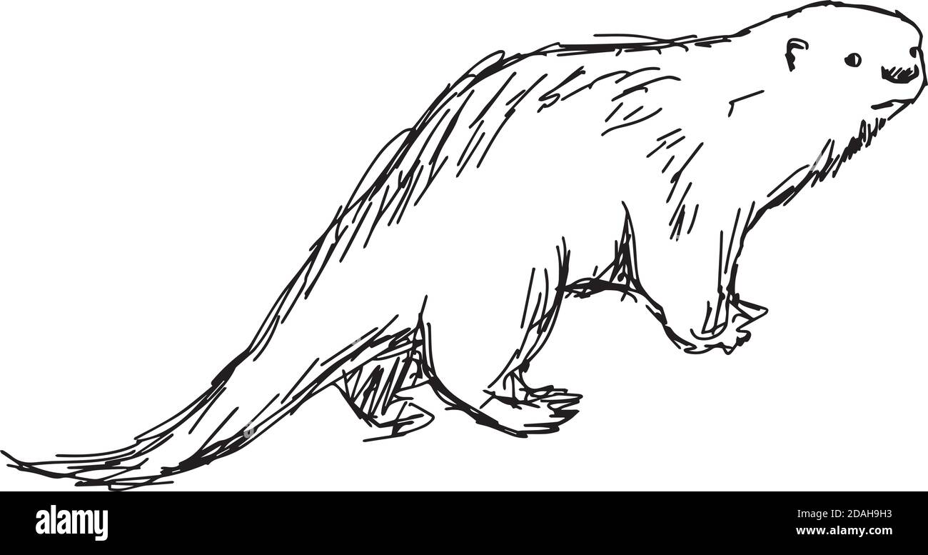 Illustration Vektor handgezeichnete Skizze von African Clawless Otter isoliert Auf weißem Hintergrund Stock Vektor
