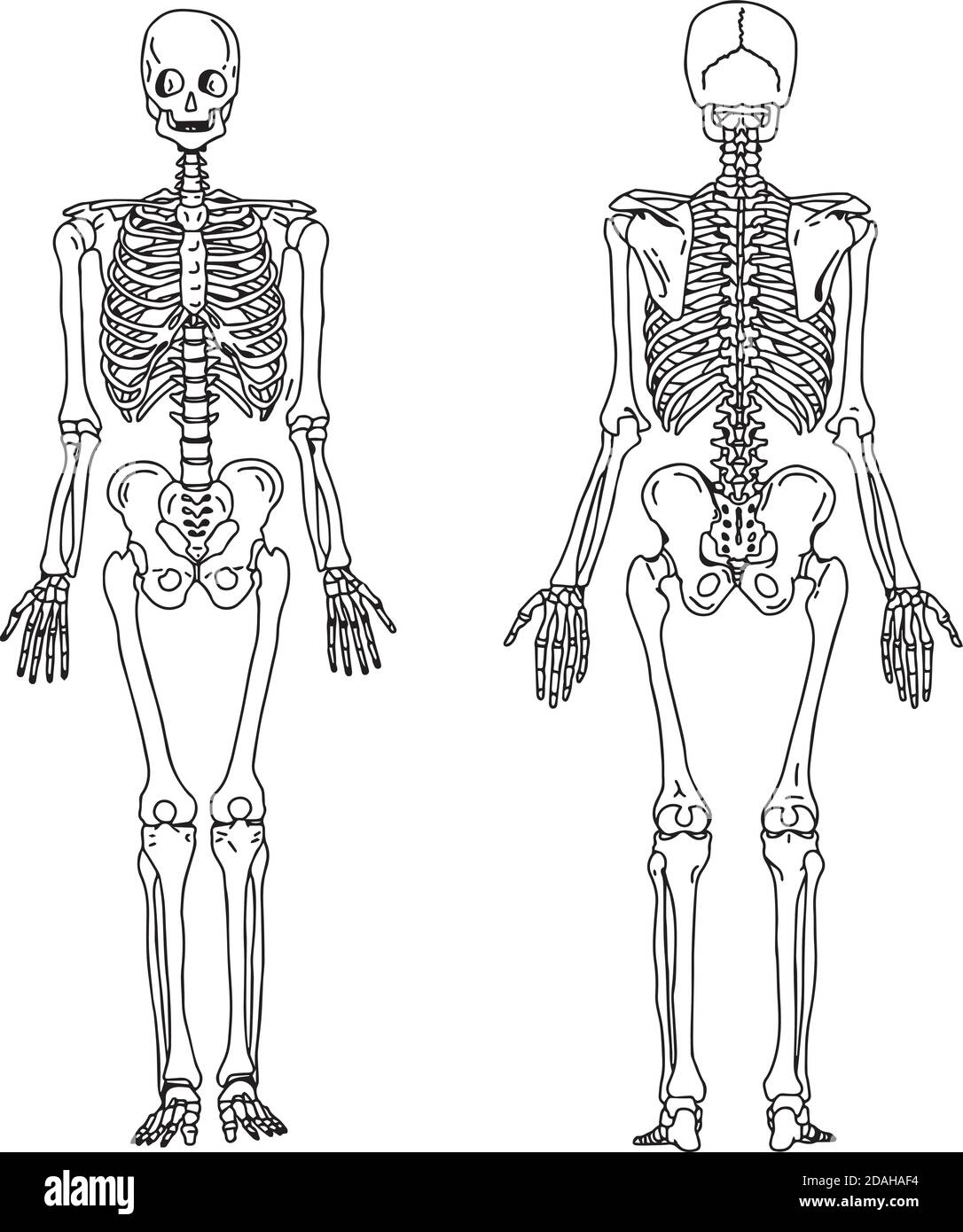 Illustration Vektor Hand zeichnen Kritzeleien des menschlichen Skeletts aus der hinteren und vorderen Ansicht, Anatomie des menschlichen knöchernen Systems Stock Vektor