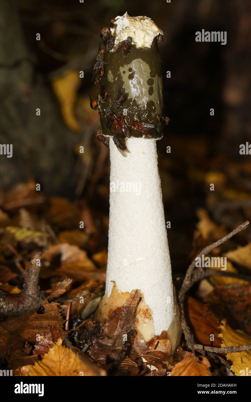 Ein übel riechendes Stinkhorn, Phallus impudicus, bedeckt mit Fliegen, die in Wäldern in Großbritannien wachsen. Stockfoto