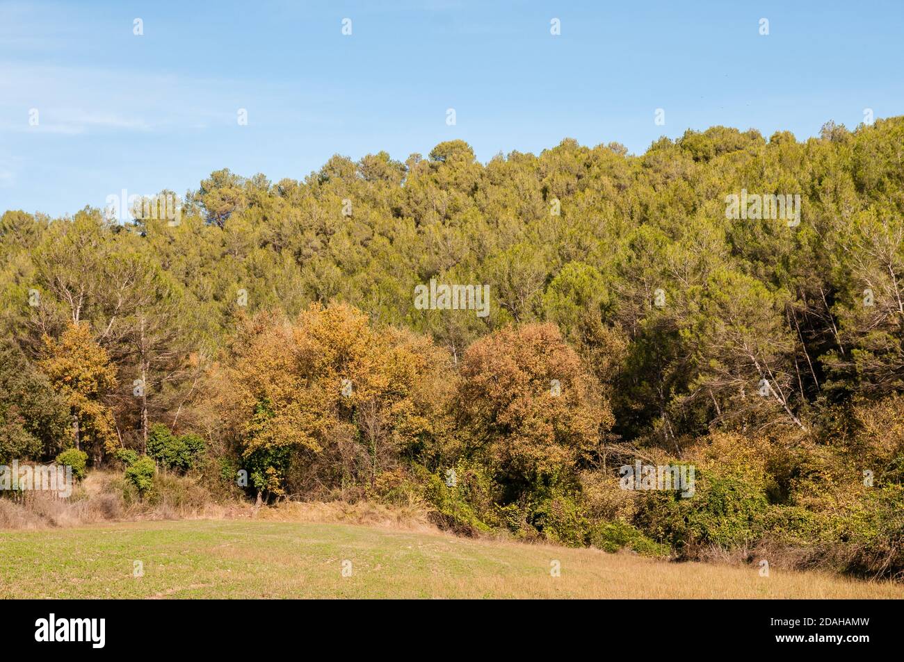 Pinus halepensis, Aleppo-Kiefer, Wald, Santpedor, Katalonien, Spanien Stockfoto