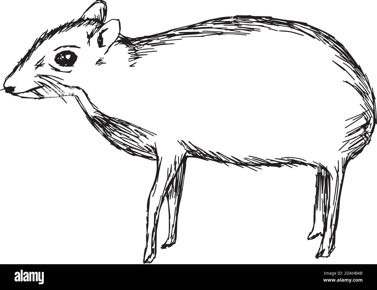 Illustration Vektor Hand gezeichnete Doodle der Maus Hirsch oder Chevrotain Isoliert auf Weiß Stock Vektor