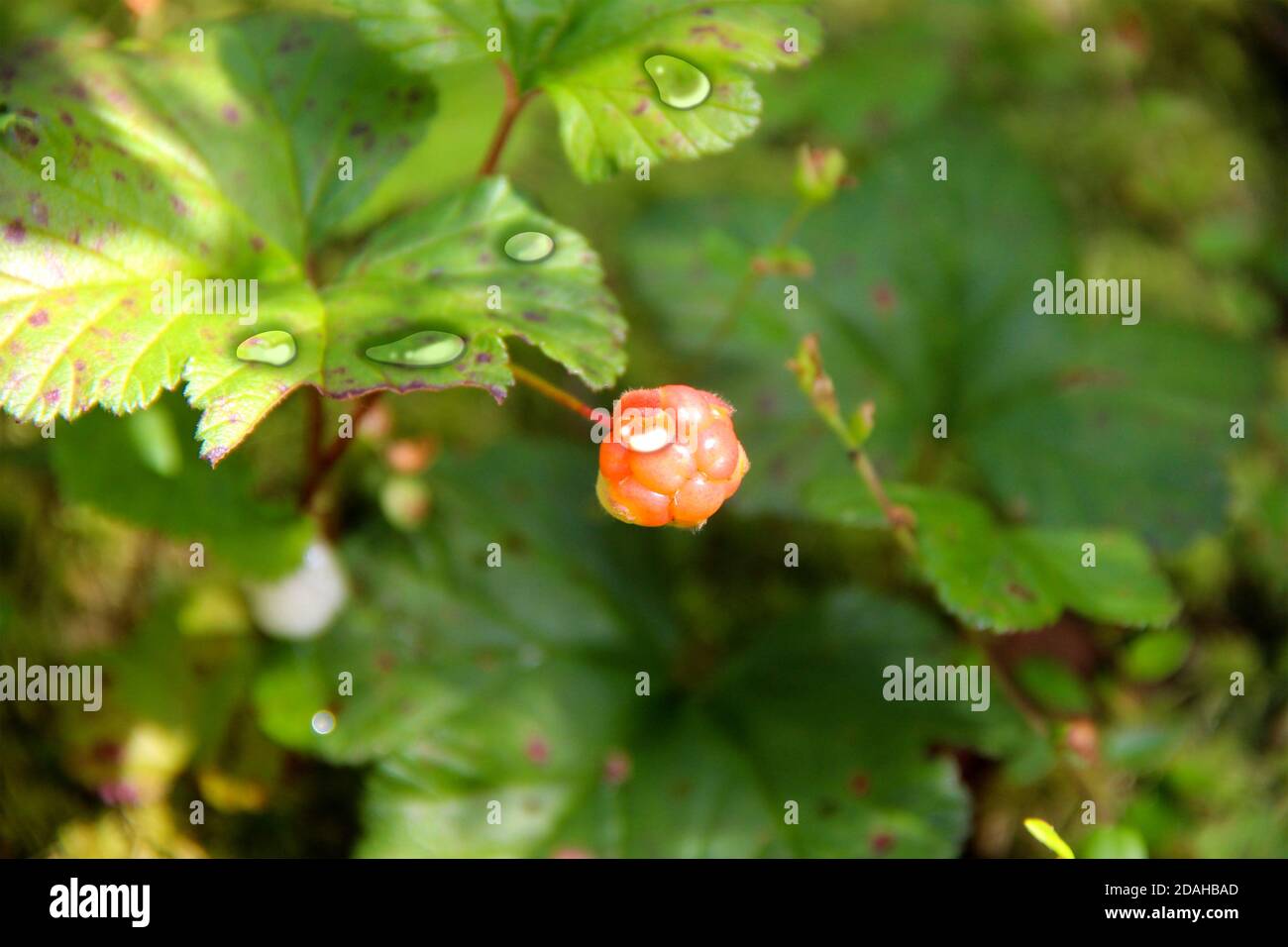 Moltebeeren. Rubus chamaemorus Stockfoto
